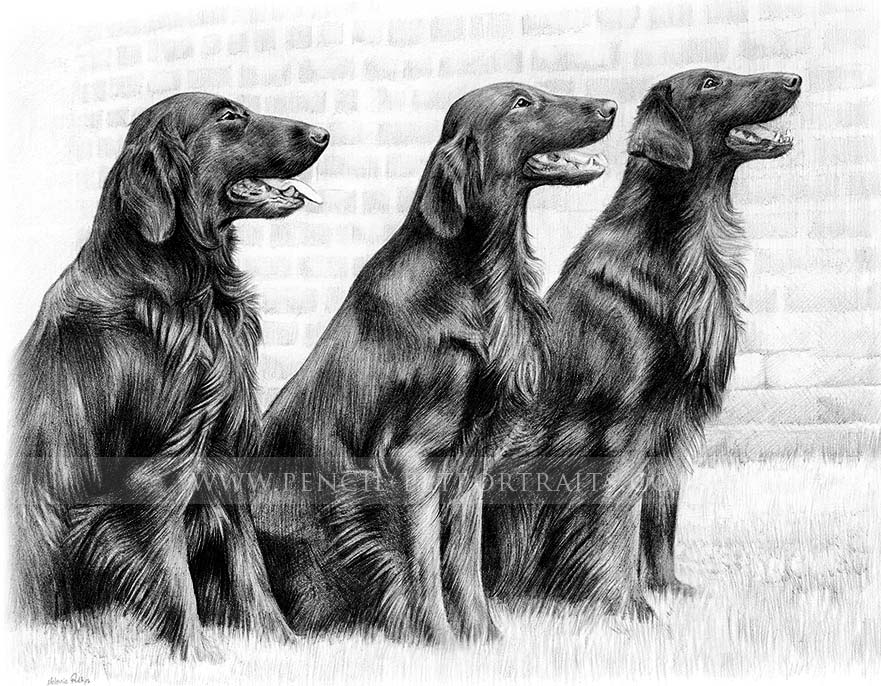 Flatcoat Retriever Pet Portraits