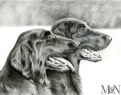 flat coated retrievers pet portraits