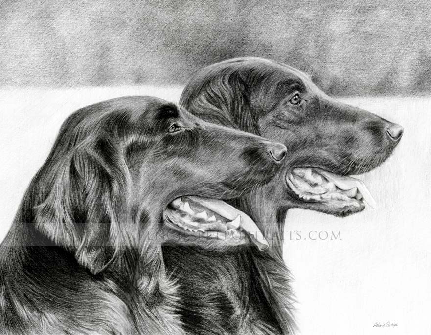 flat coated retriever pet portrait