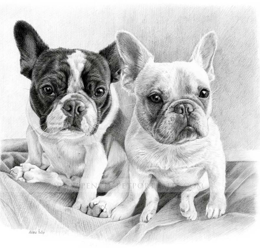 french bulldog pet portraits