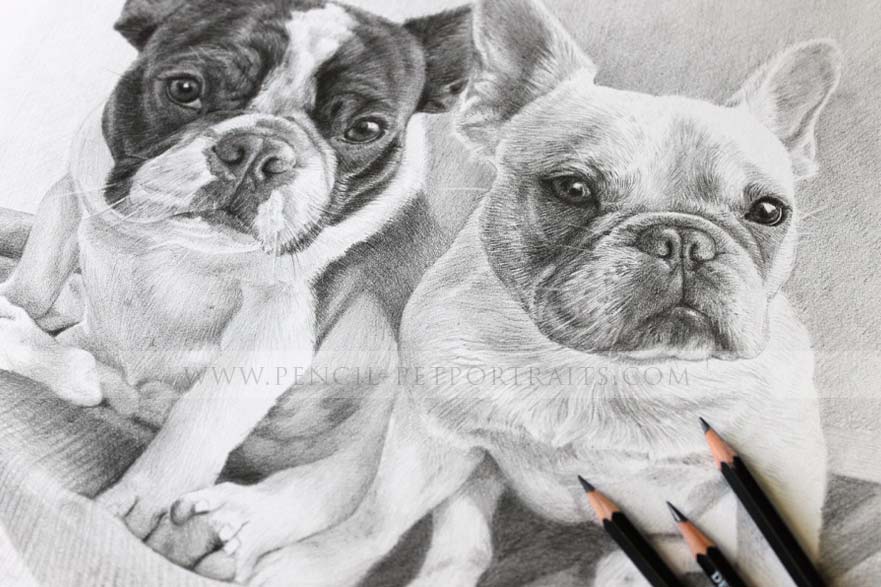 french bulldog pet portraits