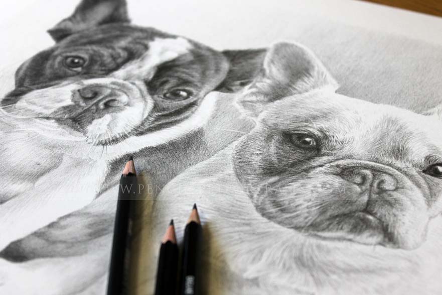 french bulldog pet portraits