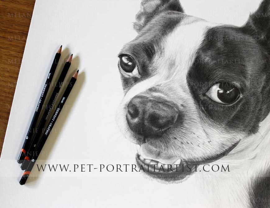 Pet portrait of a boston terrier