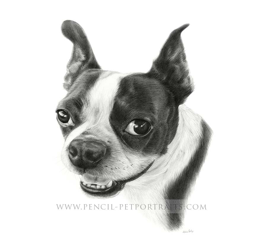 boston terrier pet portraits