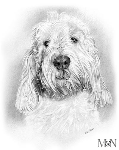 grand basset griffon vendeen portrait