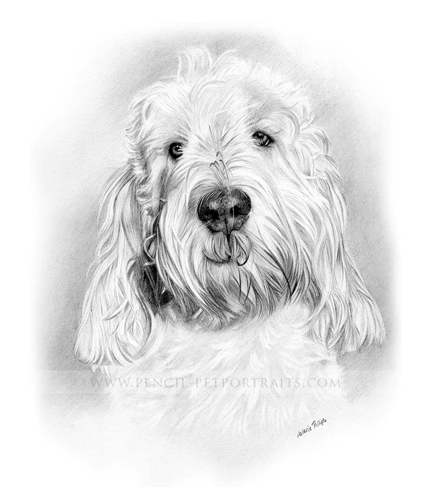 Grand Basset Griffon Vendeen Pet Portraits