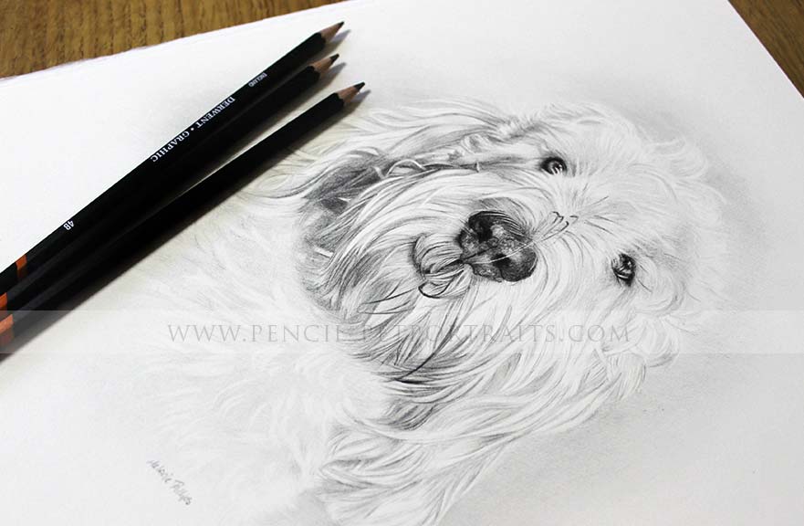 Grand Basset Griffon Vendeen pencil pet portrait