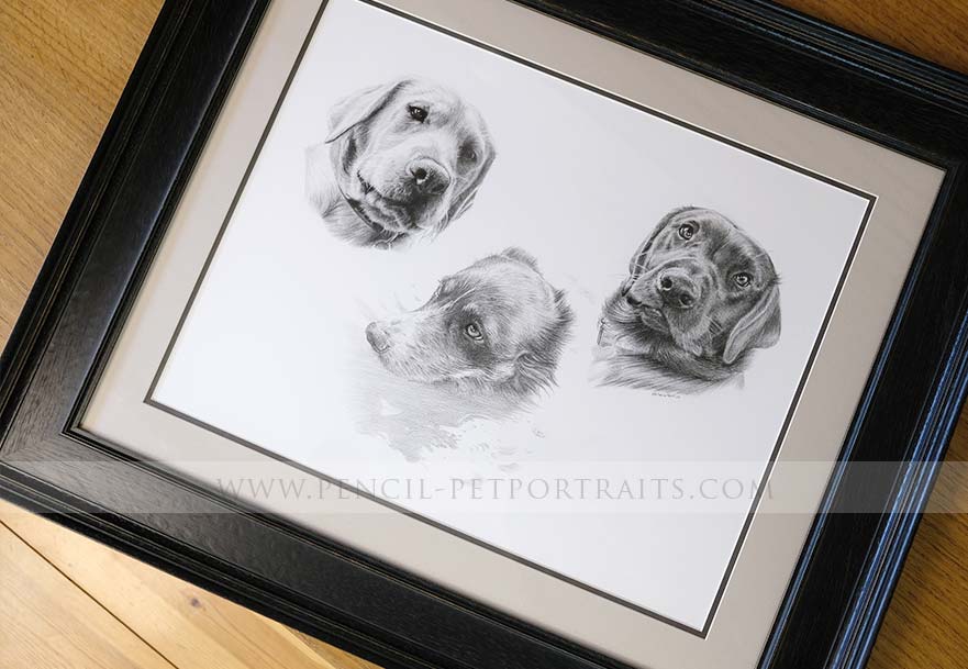 Dog Pencils Portrait