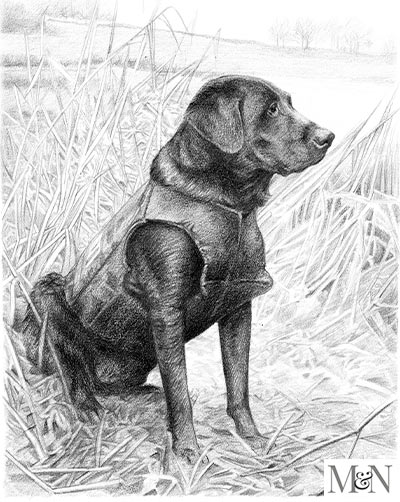 labrador pet portraits