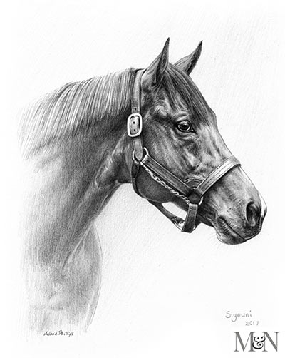 Horse Portraits