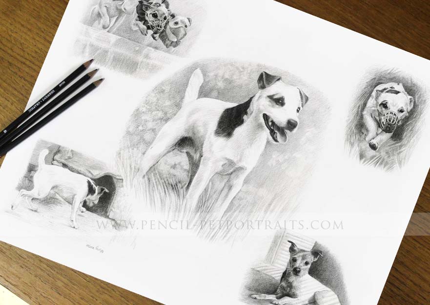 Pencil Pet Portraits