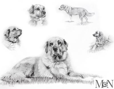 labrador pencil portrait