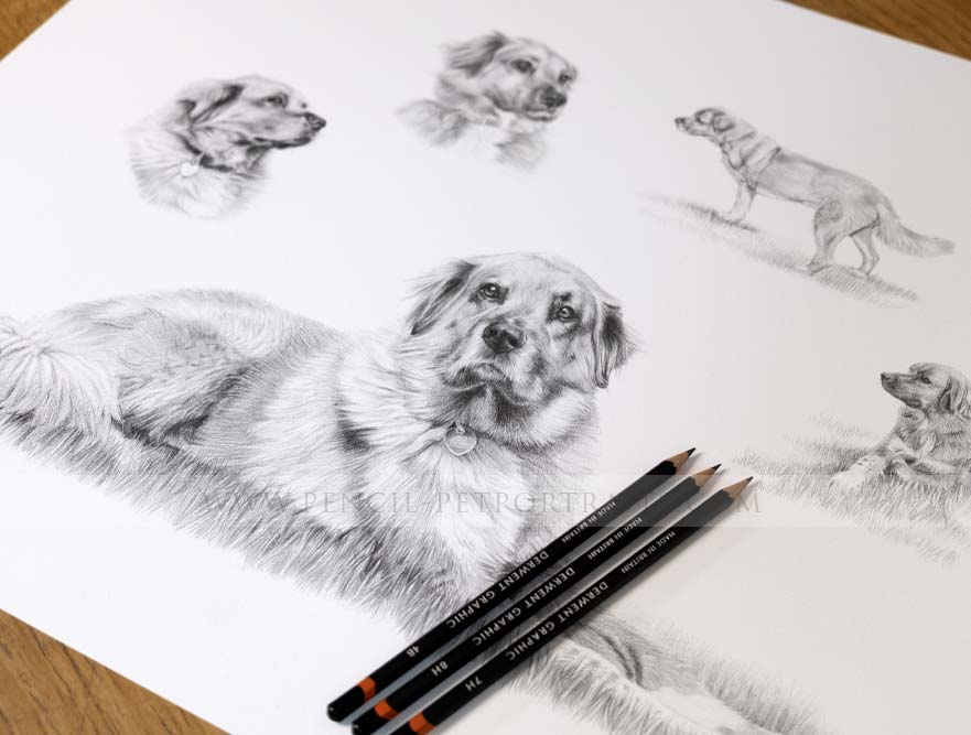 pencil pet portrait