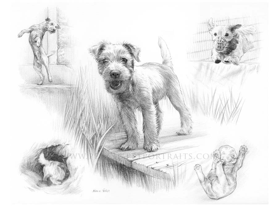 Jack Russell Montage Pet Portraits