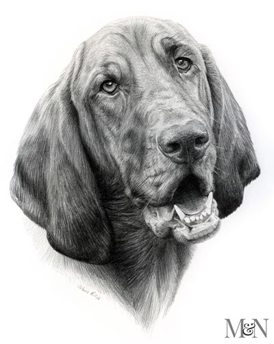 Pencil Pet Portraits