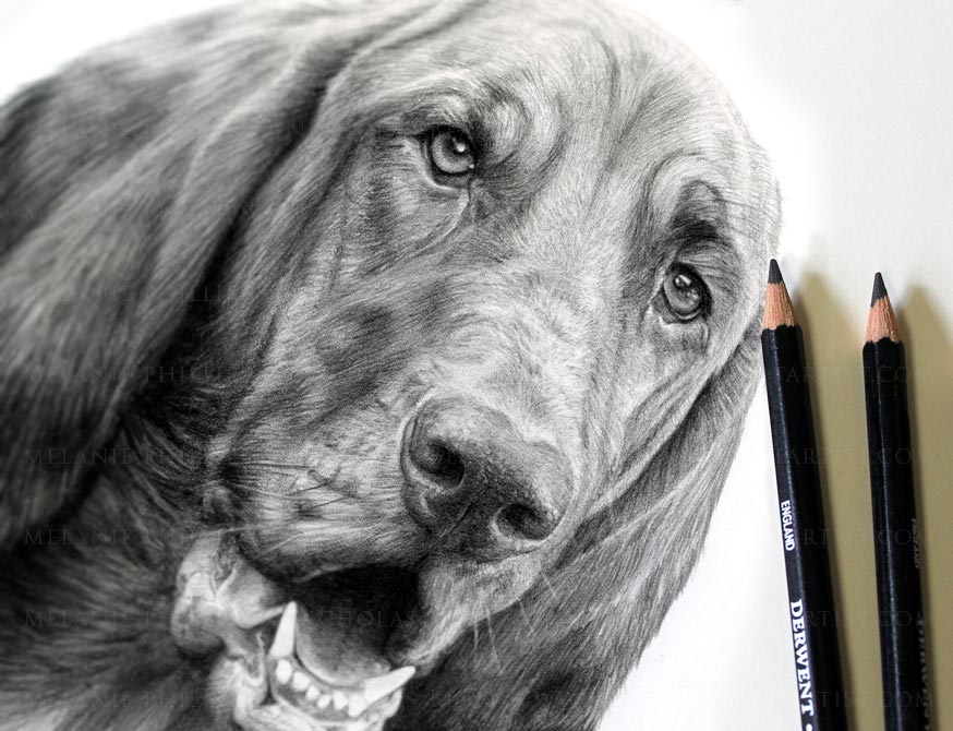 Pencil Pet Portraits