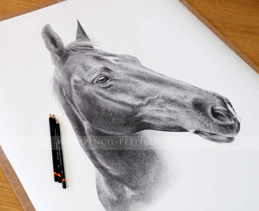 Pencil Horse Portrait