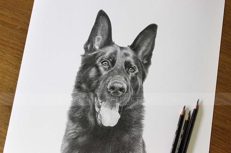 Dog Pet Portraits