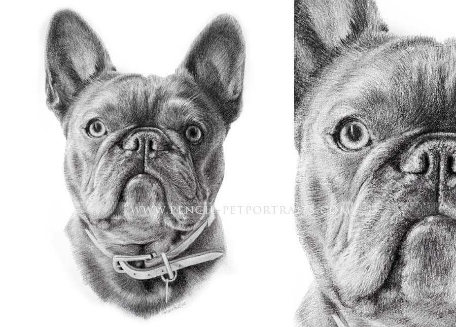 Pet Portraits 