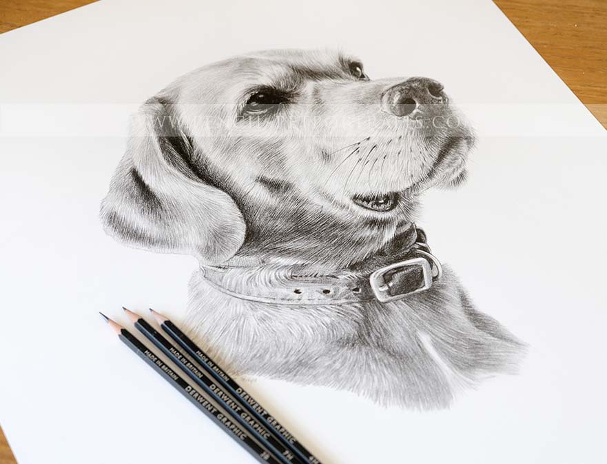 Pencil Portraits