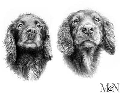 spaniel pet portraits in pencil