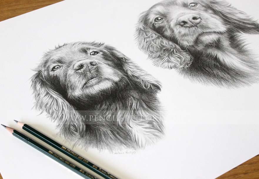 Spaniel Pencil Pet Portraits