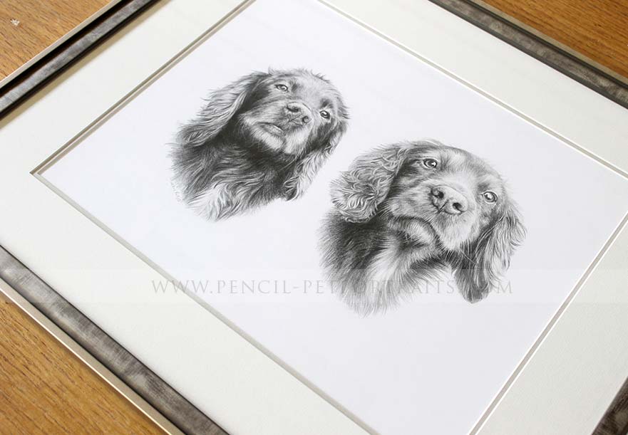 Spaniel Pencil Pet Portraits