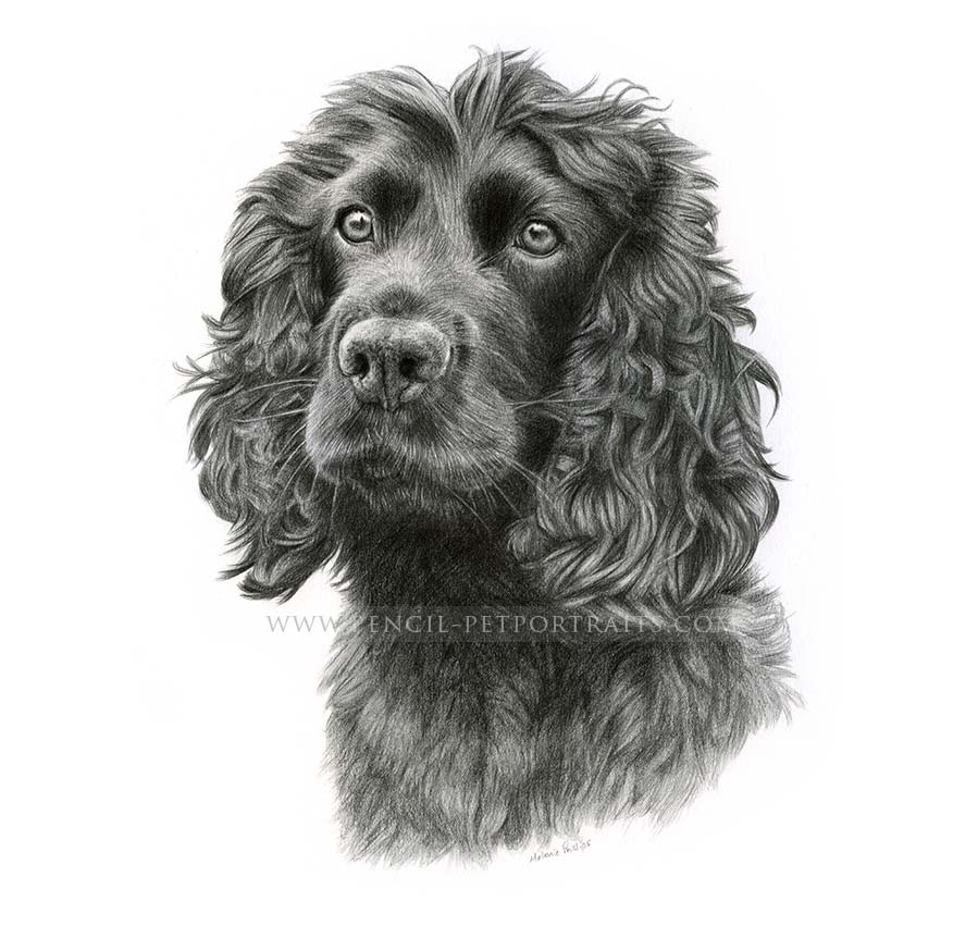 Spaniel Pet  Portraits