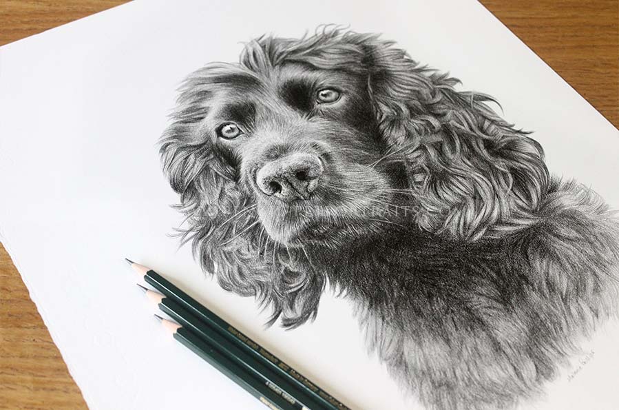 Spaniel Pencil  Portraits