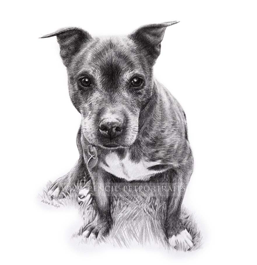 Staffy Pet  Portraits