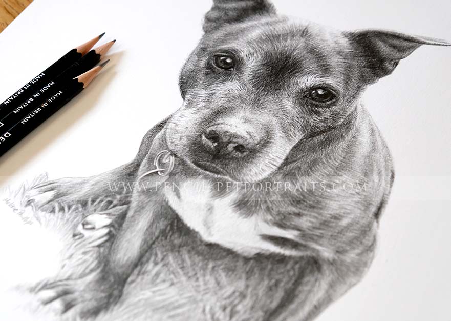 Staffy Pet  Portraits