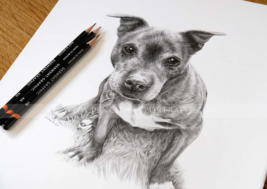 Staffy Pet  Portraits