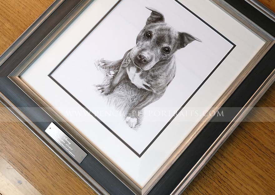 Staffy Pet  Portraits