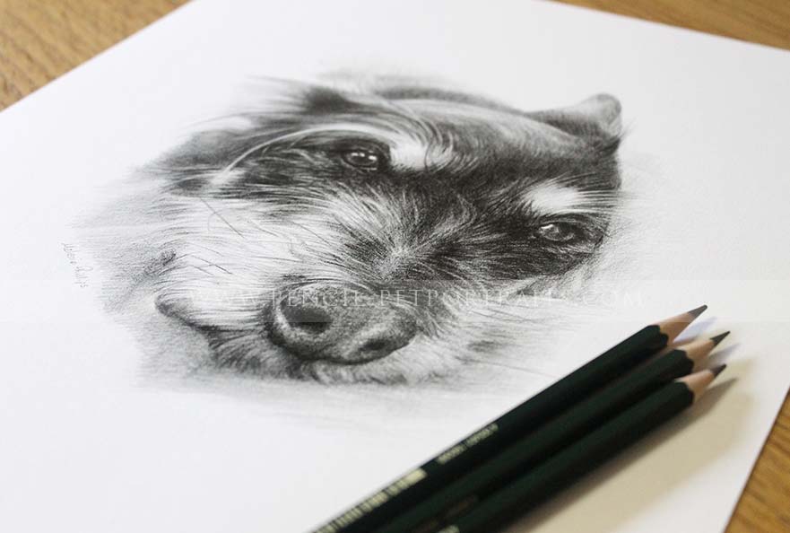 Terrier Pet Portraits