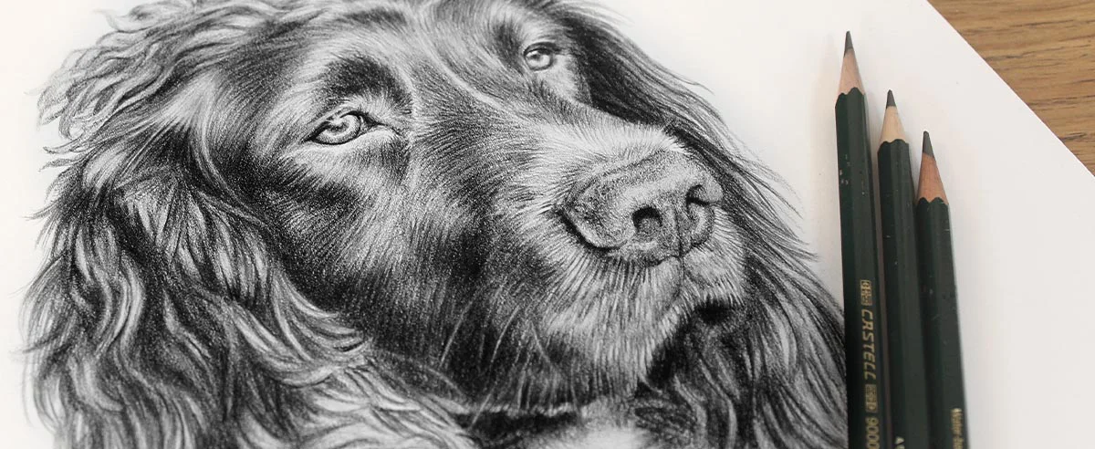 Spaniel Pet Portrait Drawing by Melanie Phillips Detailed pencil portrait of a Spaniel by Melanie Phillips, showing fine fur texture.