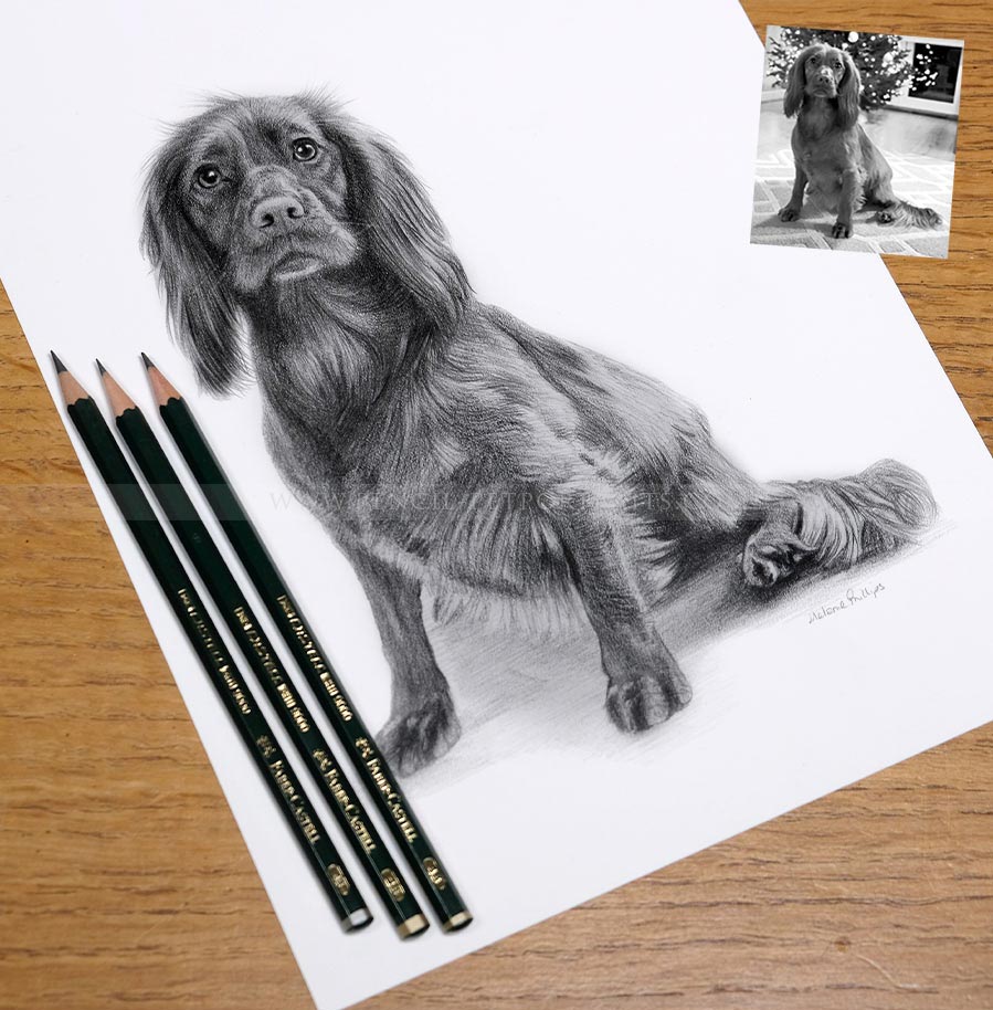 Full body pencil portrait of Mollie the Cocker Spaniel, drawn by Melanie Phillips
