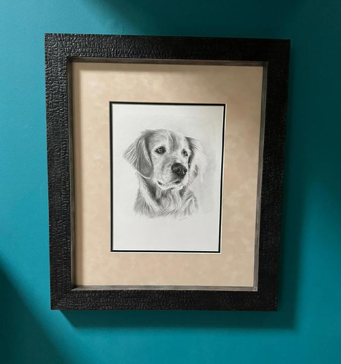 Realistic graphite drawing of Golden Retriever Sam by UK pet portrait artist