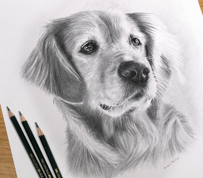 Framed pencil portrait of Sam the Golden Retriever, part of a bespoke pet portrait commission