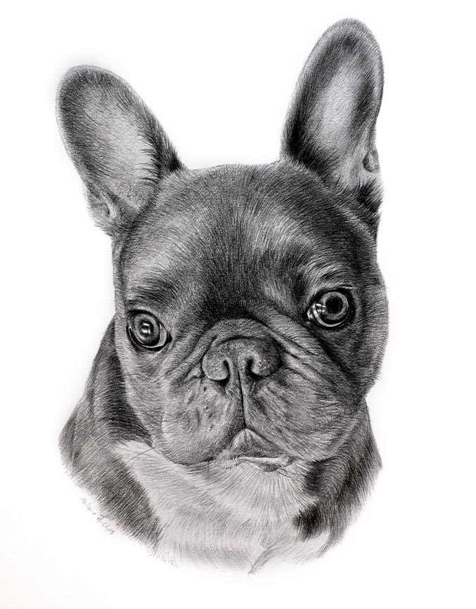 Realistic pencil pet portrait of French Bulldog Leon, hand-drawn in graphite
