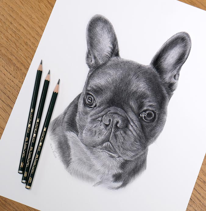 Leon the French Bulldog drawn in pencil as a bespoke pet portrait