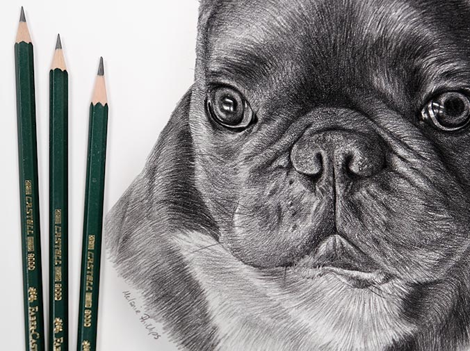 French Bulldog pet portrait of Leon, illustrated in graphite by Melanie Phillips