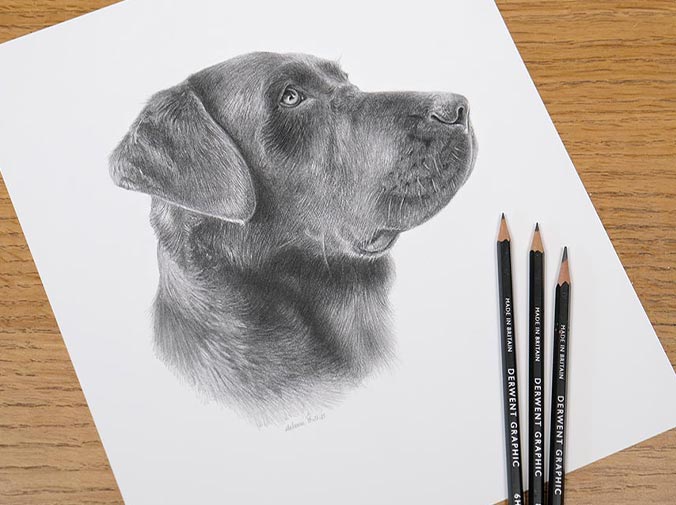 Realistic pencil pet portrait of Black Labrador Ted, hand-drawn in graphite