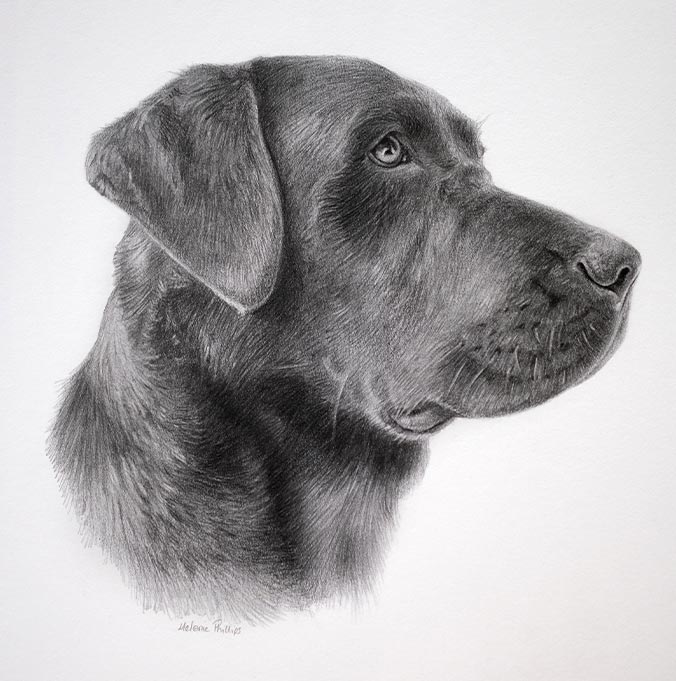 Lifelike graphite sketch of Black Labrador Ted by UK artist Melanie Phillips