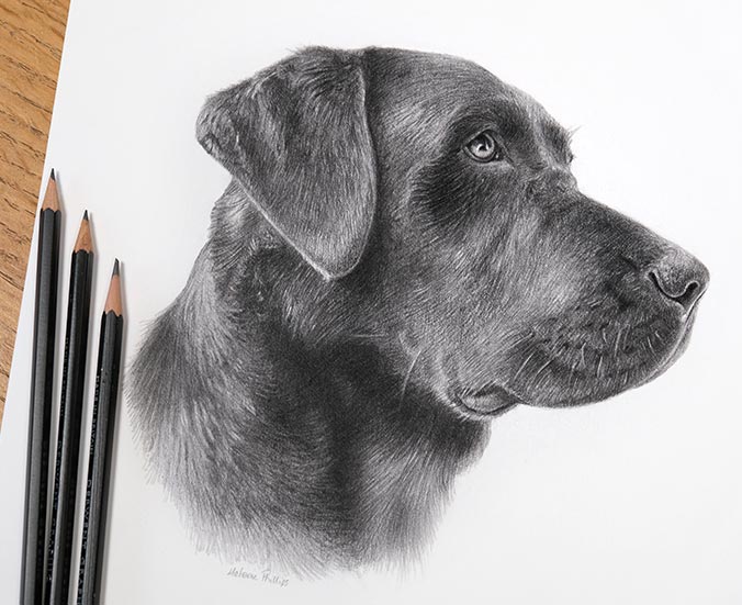 Hand-drawn pencil portrait of Black Labrador Ted, a beloved family pet