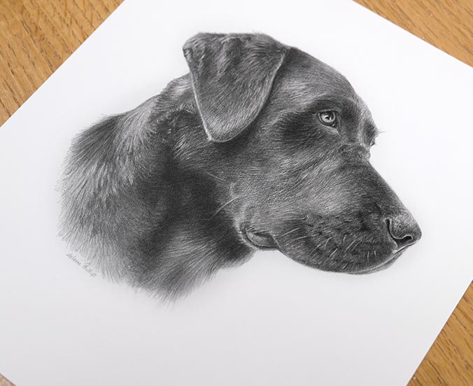 Pencil portrait of Ted, a Black Labrador drawn by Melanie Phillips