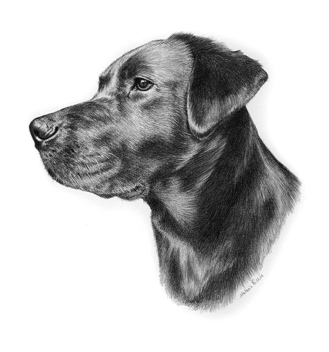 Pencil portrait of Betty the Black Labrador, drawn by UK pet artist Melanie Phillips