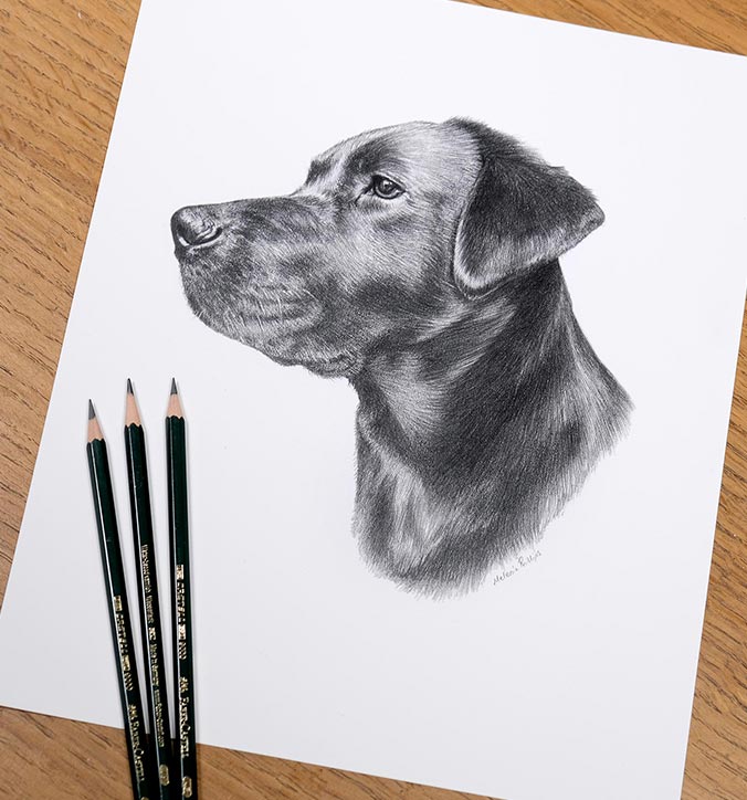 Realistic graphite portrait of Black Labrador Betty, hand-drawn from a favourite photo