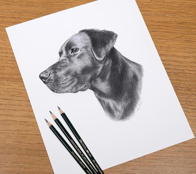 Custom pencil drawing of Betty, a Black Labrador created as a special gift