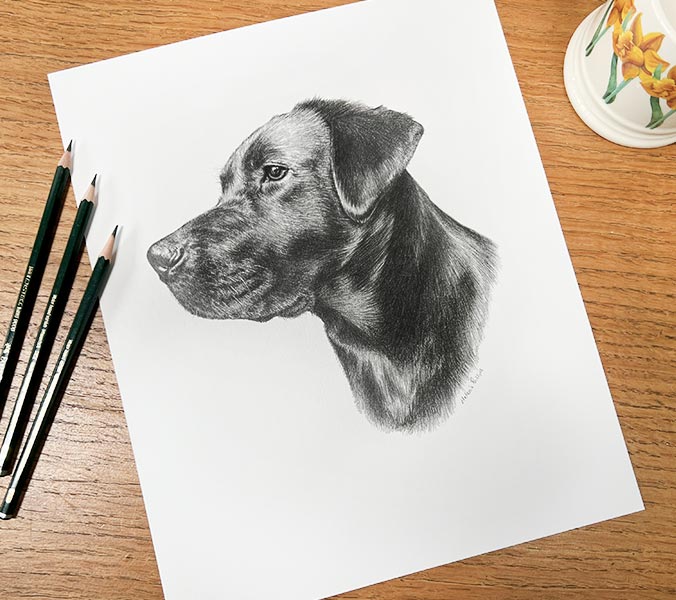 Bespoke pencil sketch of Betty the Labrador, commissioned as a family keepsake