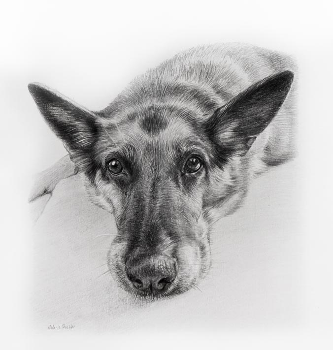 Pencil portrait of Kegan, a Black Labrador drawn by Melanie Phillips